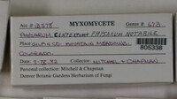 Physarum contextum image